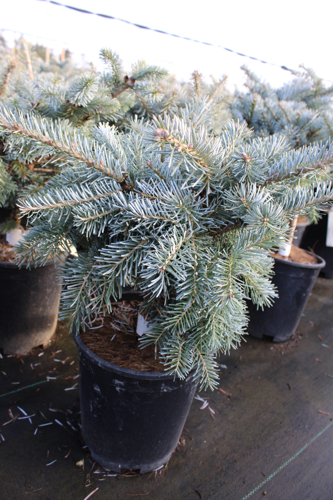 Abies koreana x lasiocarpa 